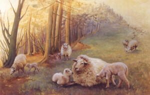 Troupeau de mouton 1