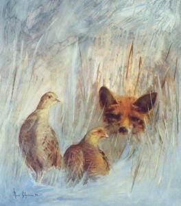 Le renard et les perdrix